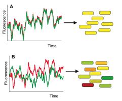 Science 297: 1183-86 Regulation of noise in the expression of a single gene Ozbudak, Thattai, Kurtser, Grossman, van Oudenaarden (2002) Nat Genet 31: 69-73 Methodology