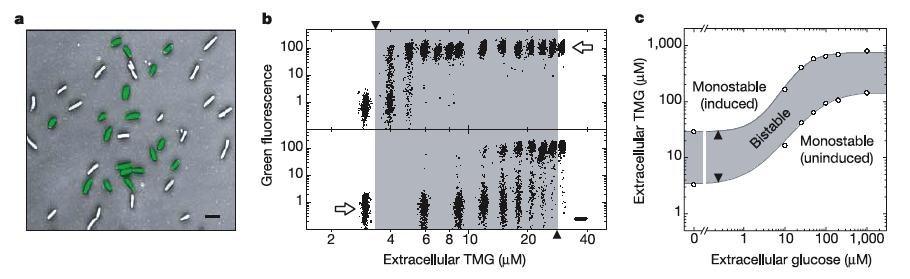 Multistability in the lactose utilization network of E. coli Ozbudak, Thaittai, Lim, Shraiman, van Oudenaarden (2004) Nature 427: 737-740 Multistability in the lactose utilization network of E.