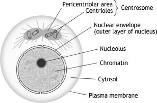 a centromere is the center button where DNA attached to the spindle There are 2