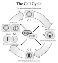 Summary of Mitosis Interphase: Rest Prophase: Prepare Metaphase: Middle Anaphase: Apart The 3 stages of interphase Cell Cycle G1 ( Gap 1) is a rest before DNA doubles The S phase ( Synthesis ) is the