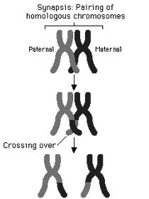Meiosis I Prophase I During prophase I the chromosomes cross-over Crossing over results in a new combination of the genes of the organism Metaphase I Toward