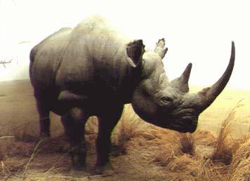 Genetical & Ecological Exchangeability Assignment examples Black Rhinoceros O Ryan et al.