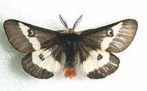 Genetical & Ecological Exchangeability Assignment examples Cryan s Buckmoth Legge et al.