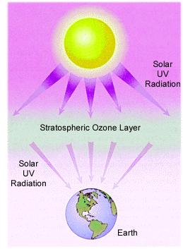 Precambrian Time early life The ozone layer began to develop (Blocking UV rays) It was needed to protect