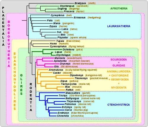 Phylogeny Example: Mammals Slide 91 / 92