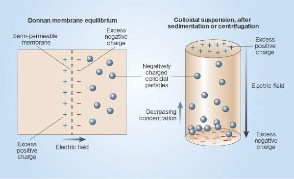 Donnan membrane equilibrium and sedimentation