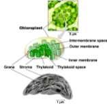 Plant structure Chloroplasts double membrane stroma fluid-filled interior thylakoid sacs grana stacks Thylakoid membrane contains chlorophyll molecules electron transport chain synthase gradient
