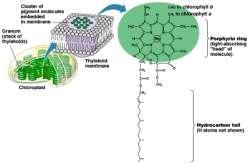 of photosynthesis Chlorophyll & other pigments embedded in thylakoid membrane arranged in a photosystem