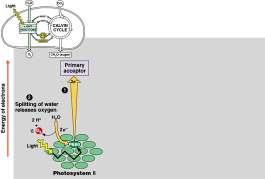 ADP + P i ADP + P i Photosystems of photosynthesis 2 photosystems in thylakoid
