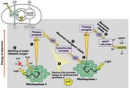 II Photosystem I antenna pigments 1 3 2 1 3 4 H+ to the Calvin Cycle 4 H+ to the