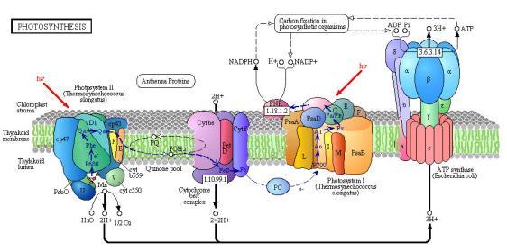 Photosynthesis Reaction: 6CO2 + 6H2O + light energy C6H12O6 + 6O2 It is the reverse of cell respiration. All O2 that you breathe is provided by this process when water is split.