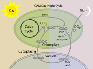 Photosynthesis Summary Light reactions Produced ATP, NADPH, and O 2 Consumed H 2 O Calvin cycle Produced G3P (sugar) Regenerated ADP and NADP Consumed CO 2 ALTERNATIVES Evolution of Alternative
