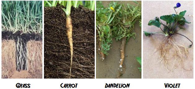 Here are some pictures that show plants with their roots. 17 1. What are the three jobs of plant roots? 2. What is a fibrous root? Provide an example.
