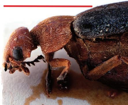 a new species of Calycina (Coleoptera Mordellidae) from papua new guinea dorsal view; the head has markedly developed temples bulging at the sides. The remaining species (C.