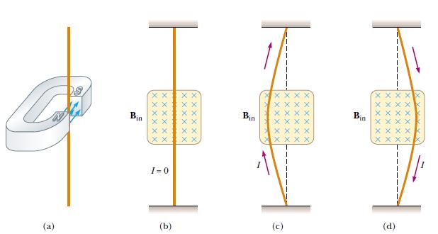 Magnetic For.ce Acting on a Current- Carrying Conductor,cont. (a) A wire suspended vertically between the poles of a magnet.