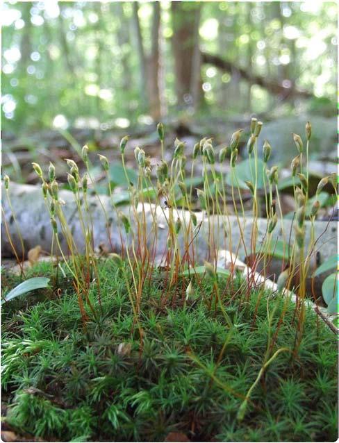 A visit to the miniature forest Insights into the biology and evolution of Bryophytes in