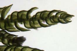 Similar to Hypnum, but Thuidium leaves do not curl under at the tips and the branches of Thuidium tend to have multiple levels of branching.