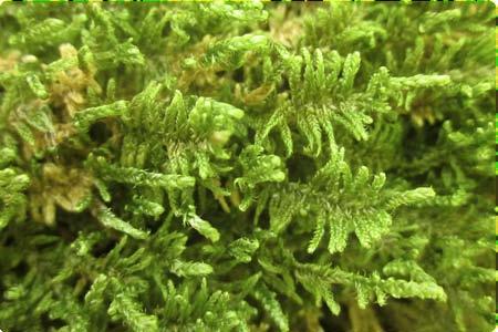 Many bryophytes can lose substantial amounts of their water, and enter a dormant state.when it rains, they become rehydrated, and resume photosynthesis within minutes or hours.