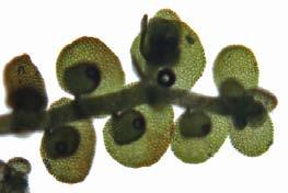 Identification: Easily overlooked because of its small size and dark color, Frullania is, however, a spectacular liverwort.