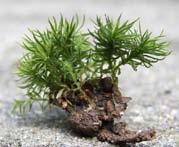 plants, bryophytes are defined by a life cycle composed of two alternating phases, the gametophyte and sporophyte.