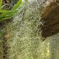 or not, midrib absent Spanish moss Does not occur in