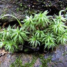 distinguish, mosses and liverworts have