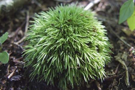 It is similar to Dicranum, but the leaves of Leucobryum are much thicker (multiple cell layers thick) and the color tends to be a paler green.