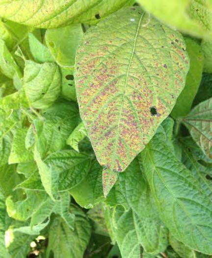 The discoloration may be reddish-purple or bronze covering most of the leaf or can be contained to discrete irregularly shaped blotches.