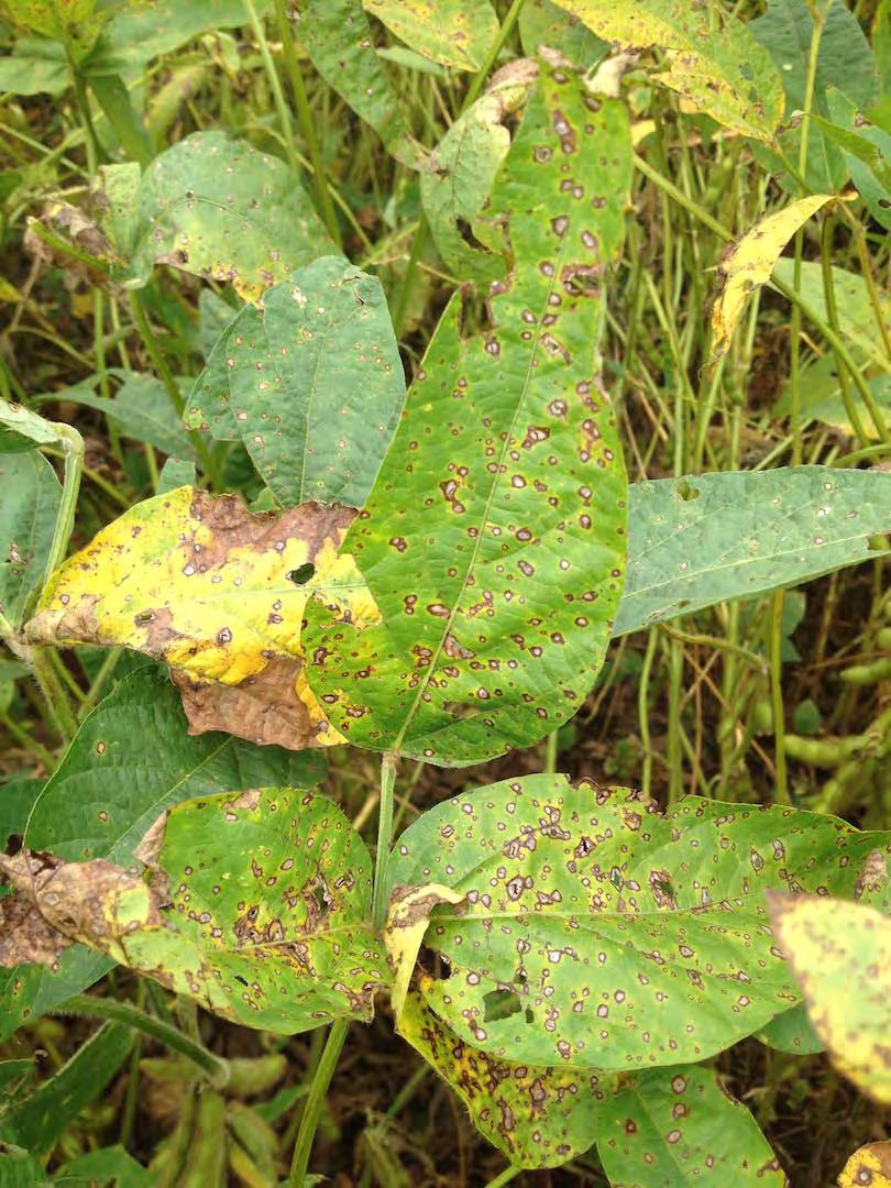 Leaf Diseases FROG-EYE LEAF SPOT FROG-EYE LEAF SPOT Leaf lesions are circular to angular up to 5 mm in diameter, with ash gray to light brown centers.