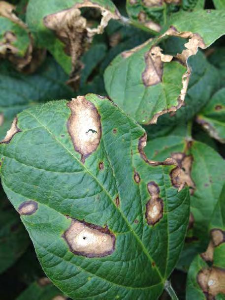 Leaf Diseases RED-LEAF BLOTCH RED-LEAF BLOTCH Lesions occur on leaves, petioles, pods, and stems. Lesions are dark red on the upper surfaces of leaves and reddish brown on the lower surfaces.