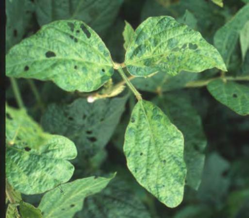 Leaf Diseases VIRUSES VIRUSES Leaves appear mottled and puckered leaves with sterile