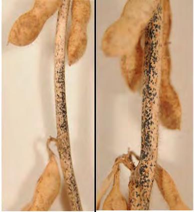 Stem Diseases ANTHRACNOSE ANTHRACNOSE Irregularly shaped brown areas appear on stems and petioles.