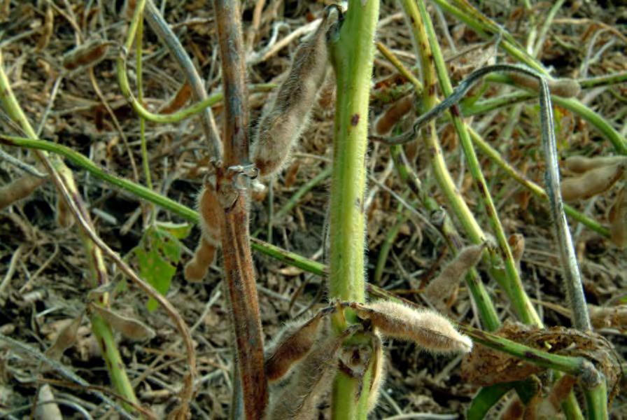 Stem Diseases GREEN STEM GREEN STEM The term green stem is used to encompass all maladies related to stem delayed stem senescence.