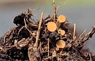 Stem Diseases SCLEROTIUM SEED ROT SCLEROTINIA STEM ROT Infection occurs by spores produced in a fingernail sized cup shaped fungal structure that land and