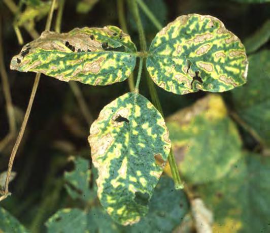 Root Diseases SUDDEN DEATH SYNDROME SUDDEN DEATH SYNDROME The most prominent symptoms occur on foliage and include interveinal chlorosis, necrosis, and