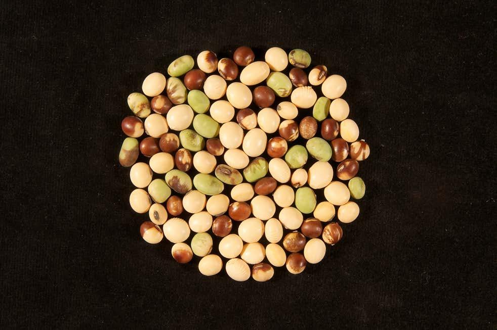 Soybeans seeds have yellow, green and brown mottled seeds mixed