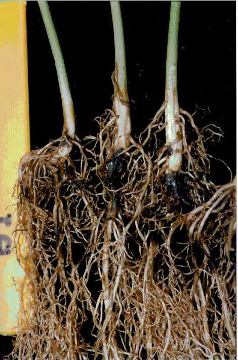 Soybean Diseases Soybean Diseases Pathogens and pests that attack soybean infect all plant parts including root, shoots and stems, leaves, pods and seeds.