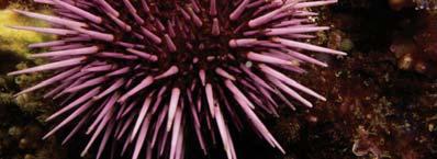 Purple Sea Urchin Predator and Prey Interactions Can