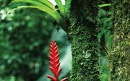 Commensalism: Bromiliad Roots on Tree Trunk Without Harming Tree Most Populations Live Together in
