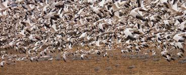 Random dispersion Fig. 5-10, p. 111 Population of Snow Geese Generalized Dispersion Patterns Fig.