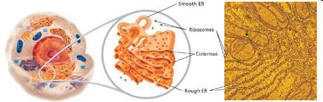 E.R. Endoplasmic