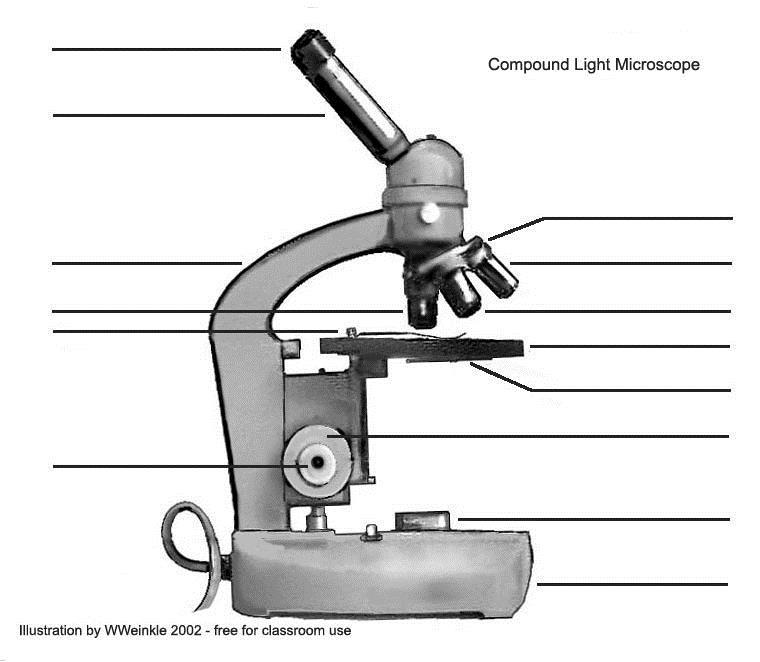 Microscopes 1. Label the diagram of the microscope. 2. What is the function of the following parts of the microscope? a. diaphragm: b. coarse adjustment: c. fine adjustment: d. stage clips: e.