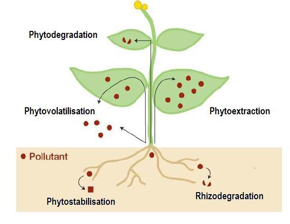 The phytoremediation : Use of the natural abilities of plants and their associated microbiota to eliminate, contain or