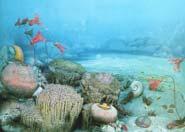 jawless fish, corals