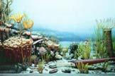 Devonian Life Abundance of corals and