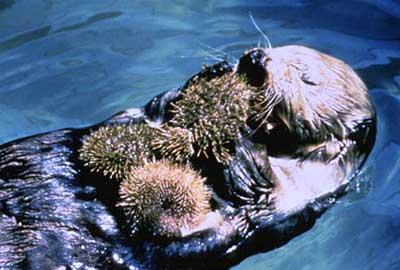 Keystone Species A century ago, sea otters were nearly eliminated by hunting. Unexpectedly, the kelp forest nearly vanished.