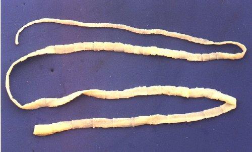 Parasitism Tapeworms live in the intestines of mammals, where they absorb large amounts of their hosts food.