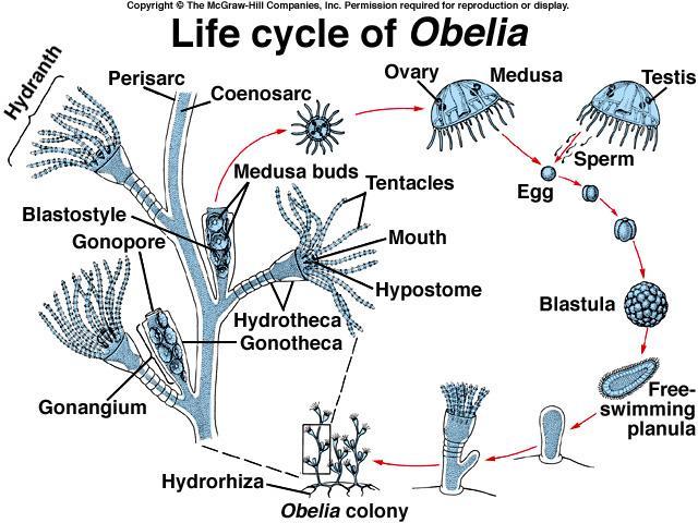 Ocellus is first primitive light sensing organ. Usually found on bell of scyphozoan and Cubozoan medusae. Often combined with statocyst into rhopalium.