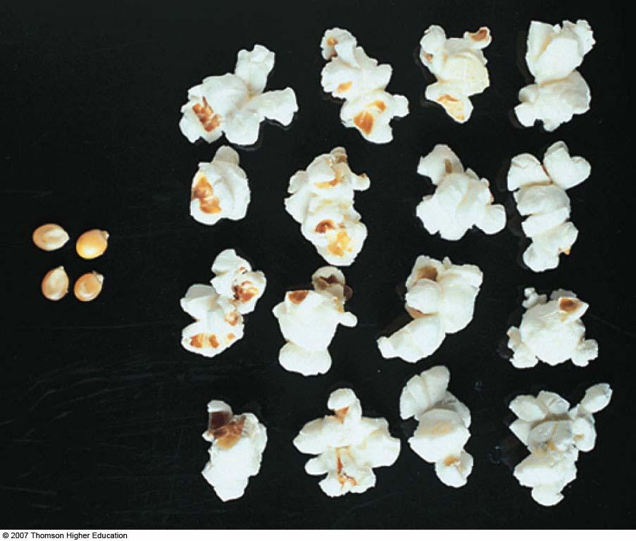 Who hasn t experienced this? You start with 20 kernels of popping corn, but you end up with only 16 pieces of popcorn. In other words, not all the kernels popped.