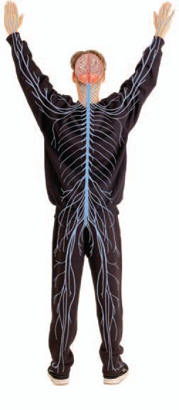Organ Systems con t Nervous system detects